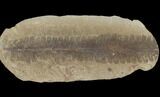 Fossil Fern (Pecopteris) Pos/Neg - Mazon Creek #121177-2